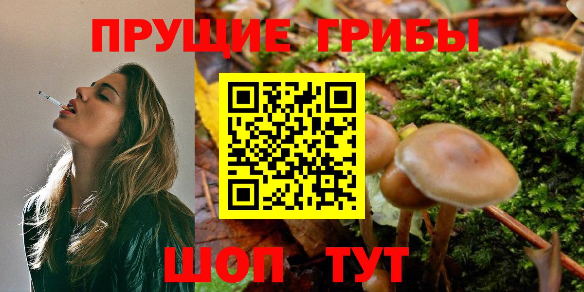 Галлюциногенные грибы Psilocybe  Псилоцибиновые грибы Cubensis  Нурлат 